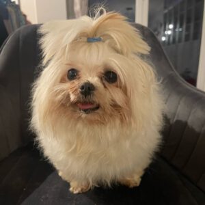 Malteser Cora, 04/2018, ca. 20 cm, 69257 Wiesenbach