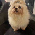 Malteser Cora, 04/2018, ca. 20 cm, 69257 Wiesenbach