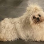 Malteser Cora, 04/2018, ca. 20 cm, 69257 Wiesenbach