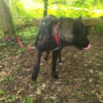 Schäferhund Mischling Cora, 01/2021, ca. 55- 60 cm