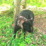 Schäferhund Mischling Cora, 01/2021, ca. 55- 60 cm