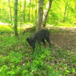 Schäferhund Mischling Cora, 01/2021, ca. 55- 60 cm