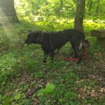 Schäferhund Mischling Cora, 01/2021, ca. 55- 60 cm