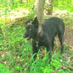 Schäferhund Mischling Cora, 01/2021, ca. 55- 60 cm