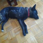 Schäferhund Mischling Cora, 01/2021, ca. 55- 60 cm