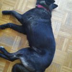 Schäferhund Mischling Cora, 01/2021, ca. 55- 60 cm