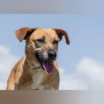 Mischling Croquetas, 03/2023, ca. 38 cm