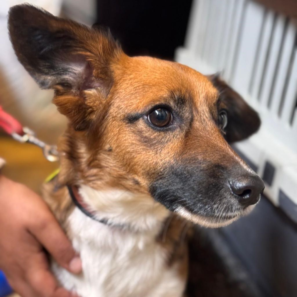 Dackel- Jack Russel Terrier Mischling Curro, 12/2023, ca. 35 cm