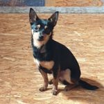 Chihuahua Mischling Dan, 02/2022, ca. 30 cm, 86947 Weil