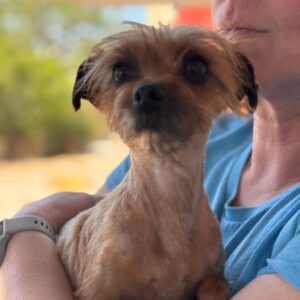 Yorkshire Terrier Mischling Didi, 04/2023, ca. 28 cm