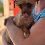 Yorkshire Terrier Mischling Didi, 04/2023, ca. 28 cm
