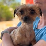 Yorkshire Terrier Mischling Didi, 04/2023, ca. 28 cm