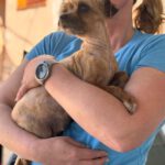 Yorkshire Terrier Mischling Didi, 04/2023, ca. 28 cm