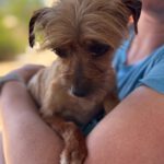 Yorkshire Terrier Mischling Didi, 04/2023, ca. 28 cm