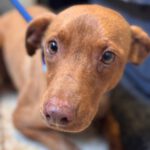 Podenco Domino, 04/2024, ca. 40 cm