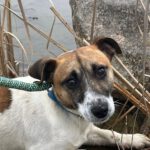 Mischling Driver, 09/2023, ca. 35 cm