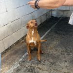 Podenco Ducelina, 03/2020, ca. 45 cm