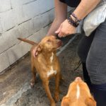 Podenco Ducelina, 03/2020, ca. 45 cm