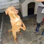 Podenco Ducelina, 03/2020, ca. 45 cm