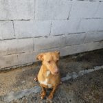 Podenco Ducelina, 03/2020, ca. 45 cm