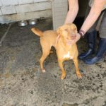 Podenco Ducelina, 03/2020, ca. 45 cm
