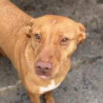 Podenco Ducelina, 03/2020, ca. 45 cm