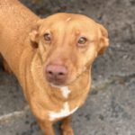 Podenco Ducelina, 03/2020, ca. 45 cm