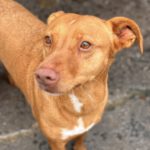 Podenco Ducelina, 03/2020, ca. 45 cm