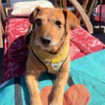 Mischling Fini, 11/2020, ca. 36 cm, 21255 Tostedt