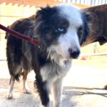 Border Collie Flora, 10/2022, ca. 45 cm