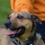 Mischling Gamón, 05/2019, ca. 35 cm