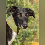 Galgo Gitana, 01/2022, ca. 70 cm