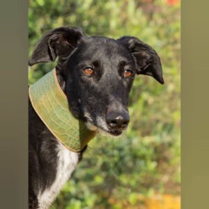 Galgo Gitana, 01/2022, ca. 70 cm