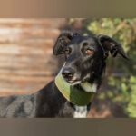 Galgo Gitana, 01/2022, ca. 70 cm