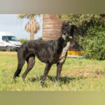 Galgo Gitana, 01/2022, ca. 70 cm
