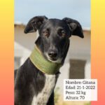 Galgo Gitana, 01/2022, ca. 70 cm