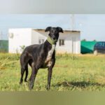 Galgo Gitana, 01/2022, ca. 70 cm