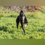 Galgo Gitana, 01/2022, ca. 70 cm