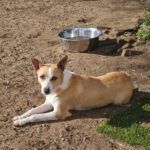 Podenco Grace, 01/2023, ca. 40 cm