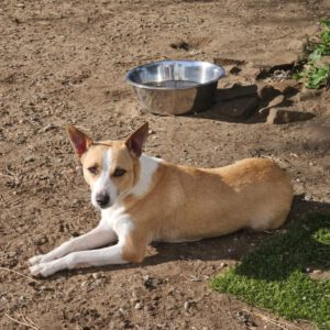 Podenco Grace, 01/2023, ca. 40 cm