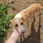 Podenco Grace, 01/2023, ca. 40 cm