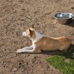Podenco Grace, 01/2023, ca. 40 cm