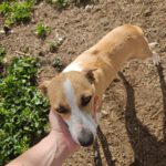Podenco Grace, 01/2023, ca. 40 cm