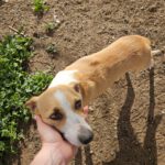 Podenco Grace, 01/2023, ca. 40 cm