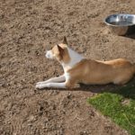 Podenco Grace, 01/2023, ca. 40 cm