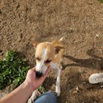 Podenco Grace, 01/2023, ca. 40 cm
