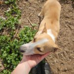 Podenco Grace, 01/2023, ca. 40 cm