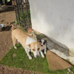 Podenco Grace, 01/2023, ca. 40 cm