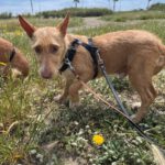 Podenco Maneto Mischling Gregorio, 07/2023, ca. 35 cm