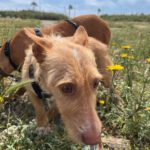 Podenco Maneto Mischling Gregorio, 07/2023, ca. 35 cm